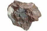 Metallic, Needle-Like Pyrolusite Crystals - Morocco #220644-1